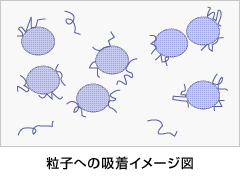 図：粒子への吸着イメージ図